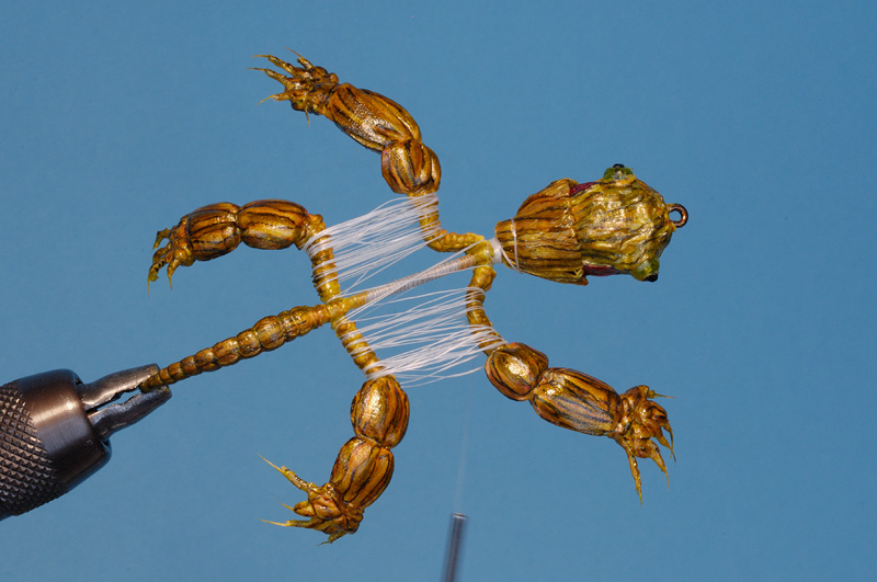 Thread is tied between the legs to begin forming the body