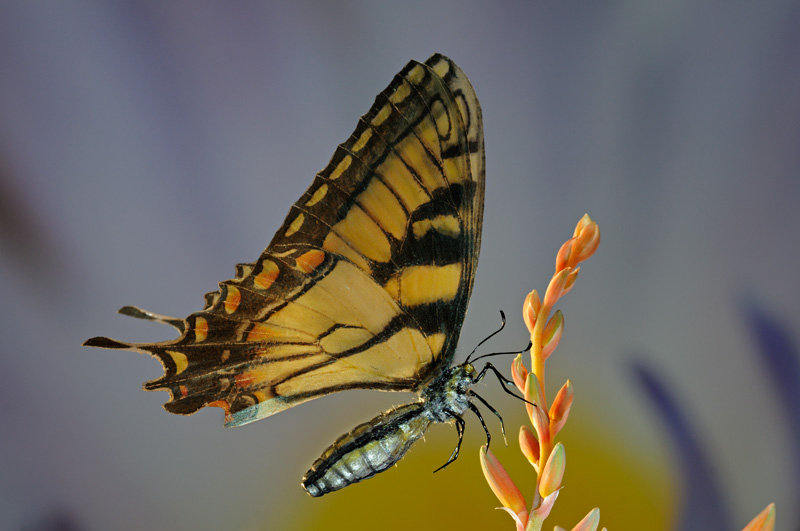 realistic fake butterfly prop