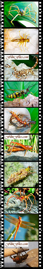film strip of realistic insects