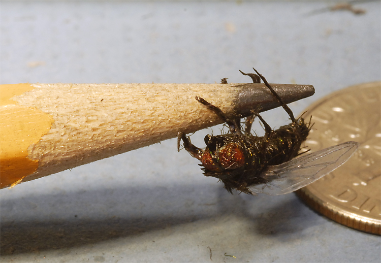 very small life size realistic bug, a house fly on the tip of a pencil