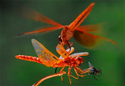 A wild living dragonfly attacking a replica dragonfly, perhaps attempting to take the realistic housefly