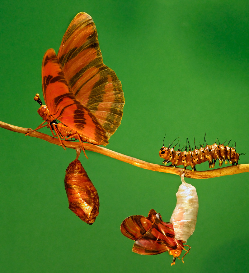 Amazingly super realistic detailed butterfly with fluttering flapping wings close uo view