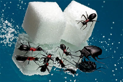 Realistic miniature ants and beetle, created by Swedish artist Ulf Hagstrom