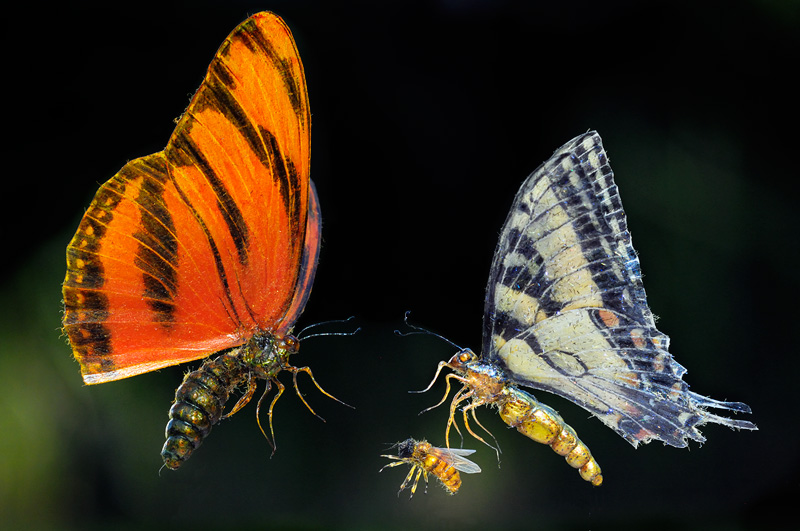 life size insect models - realistic butterfly and honeybee artificial props