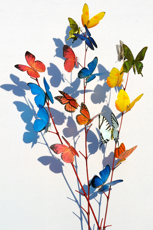 assorted realistic life-like artificial butterflies