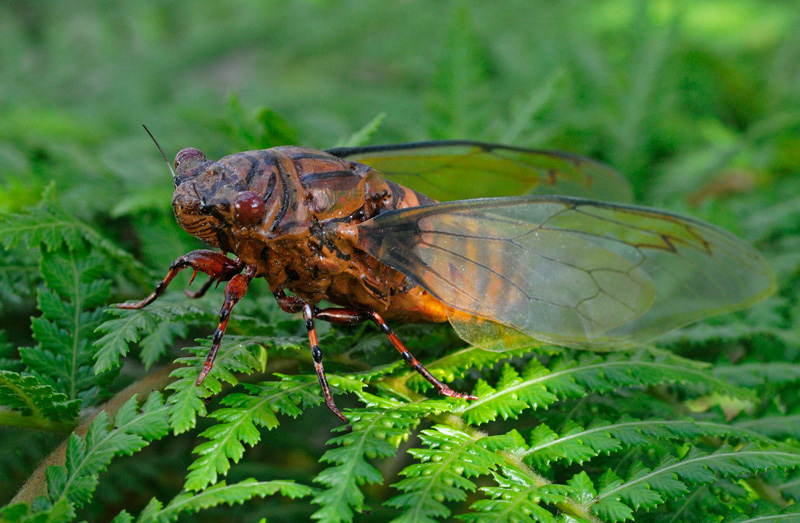 Realistic Cicada