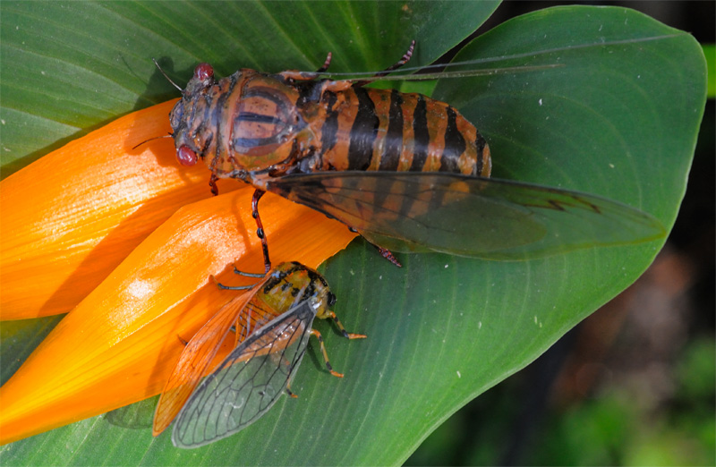 are Cicadas+in+florida