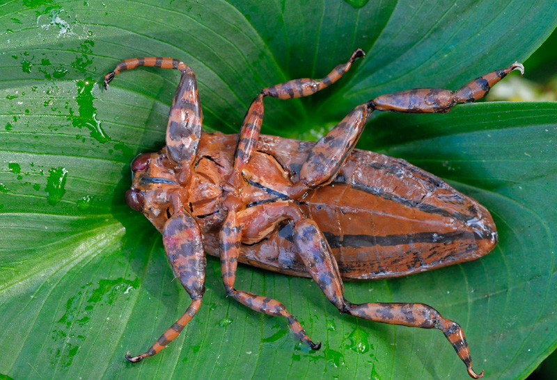 Giant waterbug ventral view