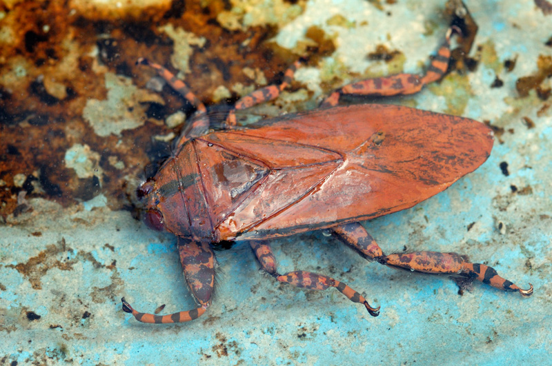 Realistic Giant water bug