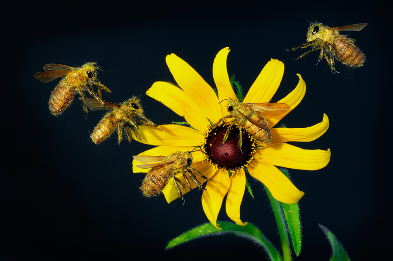 realistic fake honeybee replica props for filming