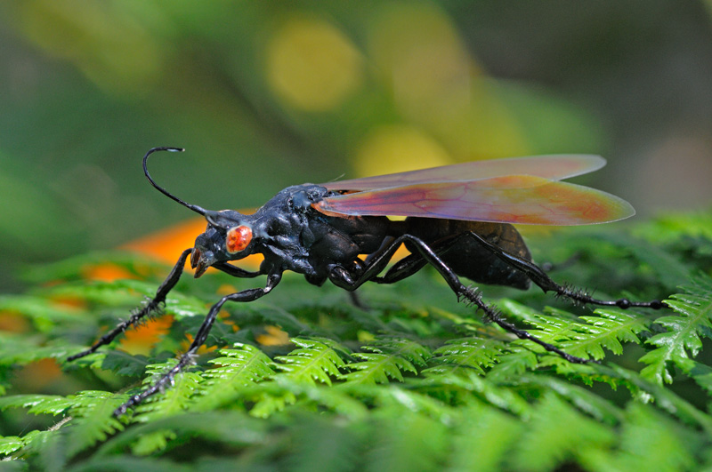 Tarantula Hawk