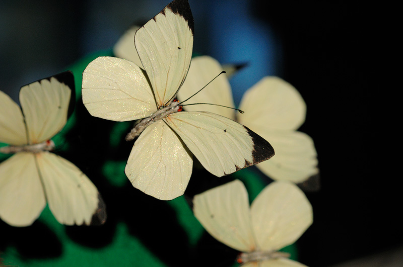 close up photo of a realistic White glider butterfly replica model with beautiful shimmering wings