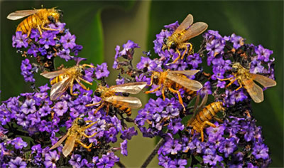 Swarm of realistic bees