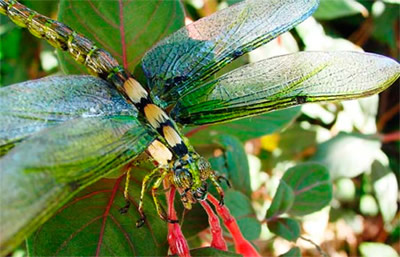 fake realistic dragonfly with realistic wings