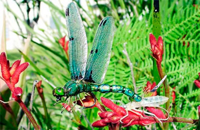 Emerging dragonfly