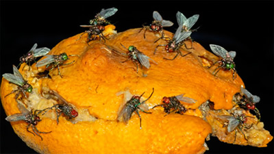 realistic houseflies