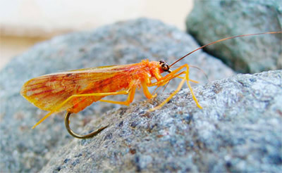 Realistic orange caddis fly