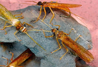 Realistic adult golden stoneflies