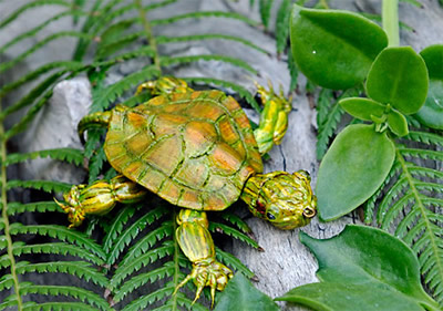 Baby red eared turtle