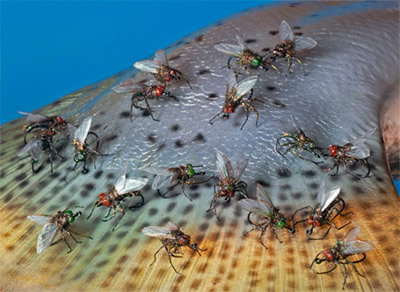 fake replica houseflies