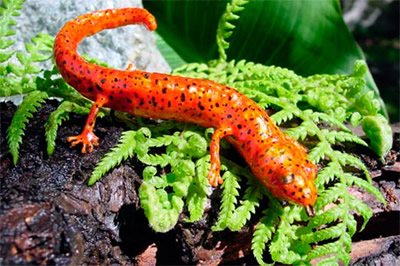 Red salamander replica
