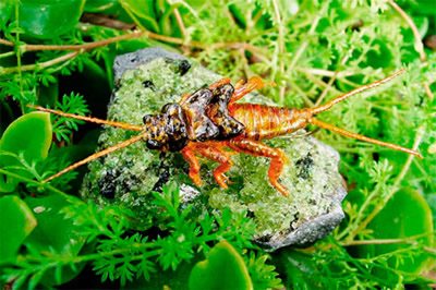 Stonefly nymph