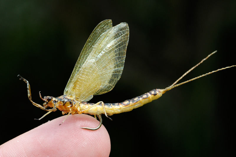 Realistic Hexagenia Limbata mayfly created on a fishing hook to allow this insect to be pinned onto a twig
