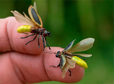 Realistic fireflies (lightning bugs) commissioned for Georgia Power photo-shoot 