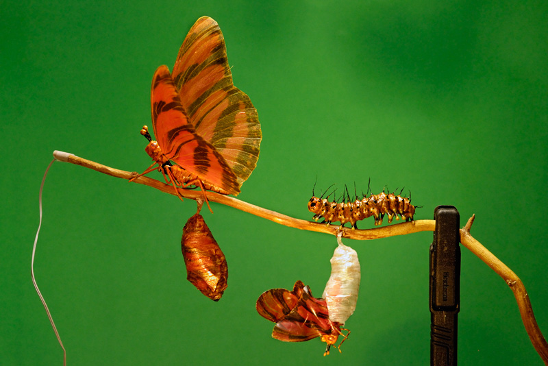 butterfly life cycle made for Disney