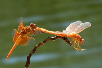 A wild living dragonfly, admiring a realistic replica dragonfly   Film Flies realistic insects are capable of fooling the real thing, as well as your audience... 