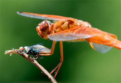 Realistic house fly attacked by a real dragonfly   Houseflies recently rented, to be used in a Orbit Sangria Fresca Gum, TV commercial