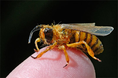 Realistic life size honeybee  made for Disney's movie Bedtime Stories, and filmed in a scene with Adam Sandler   Bees also rented to Warner Brothers for filming the TV show Pushing Daisies  Film Flies bees have successfully been used in product advertising photography  