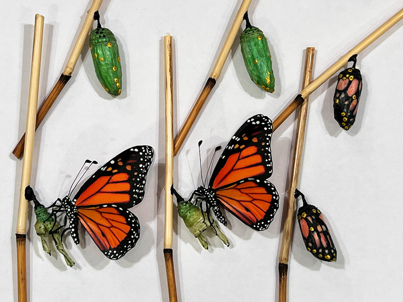 Monarch life cycle made for Chicago Med