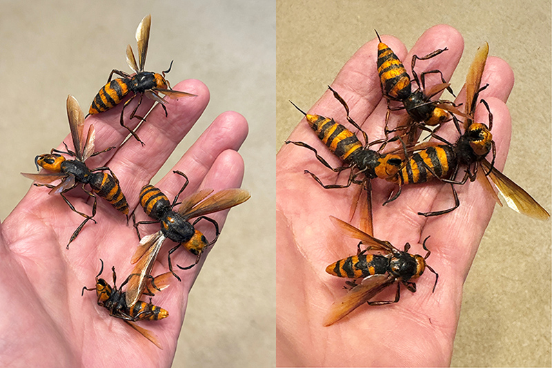 Giant Asian Murder Hornet props