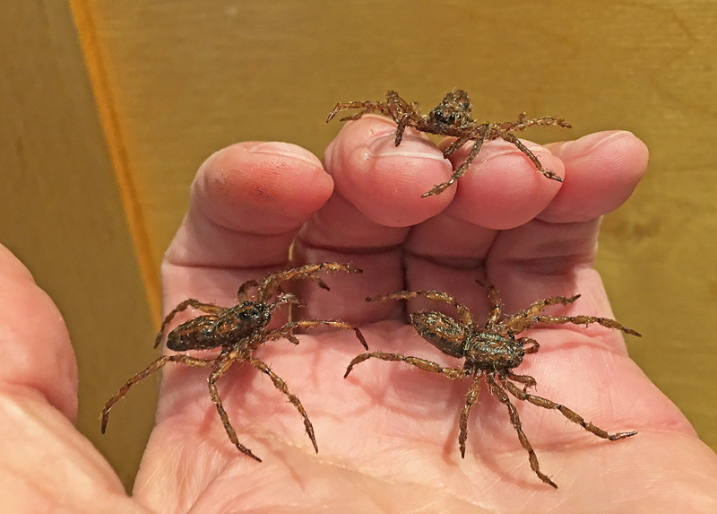 Realistic Wolf Spiders on my finger tips