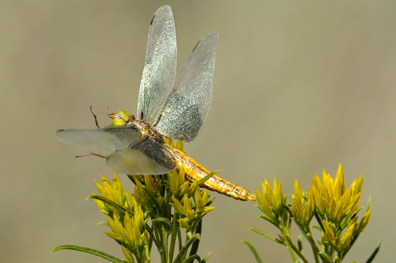 dragonfly replica with realistic detailed iridescent wings