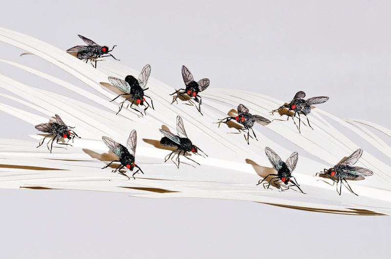 Realistic horsefly replicas