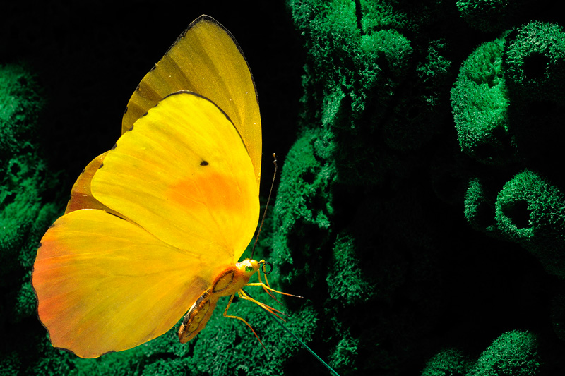 Beautiful yellow butterfly replica, one of thirty made for Ingo Maurer Spazio Krizia 2011 display in the Spazio Krizia in Milano Italy for 2011 design week