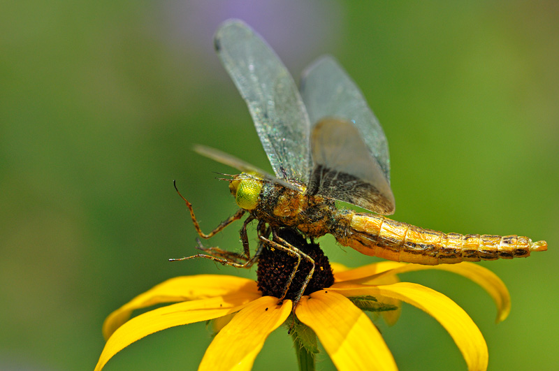 realistic fake dragonfly prop